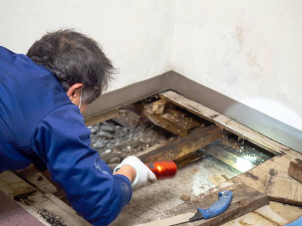 Attic Mold Removal in Garrison, ND