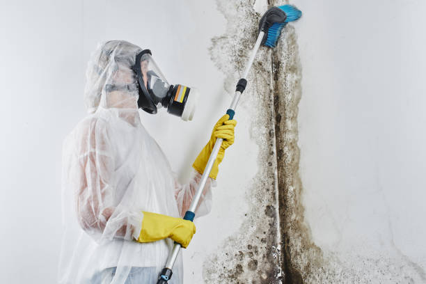 Best Attic Mold Removal  in Garrison, ND