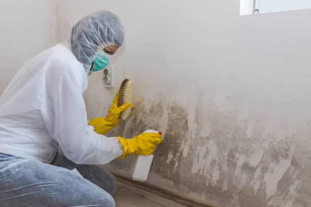 Best Mold Removal Company Near Me  in Garrison, ND