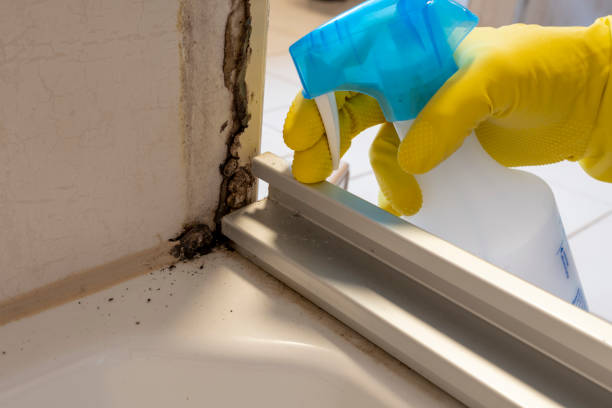 Best Black Mold Removal  in Garrison, ND