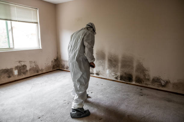 Best Mold Remediation Experts  in Garrison, ND