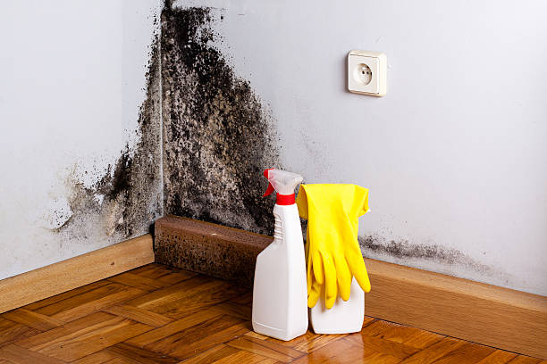Trusted Garrison, ND Mold Removal Experts