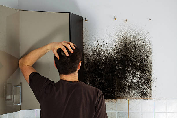 Mold Testing and Removal in Garrison, ND